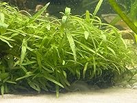 Review Image by Melissa A Confer Melissa A Confer