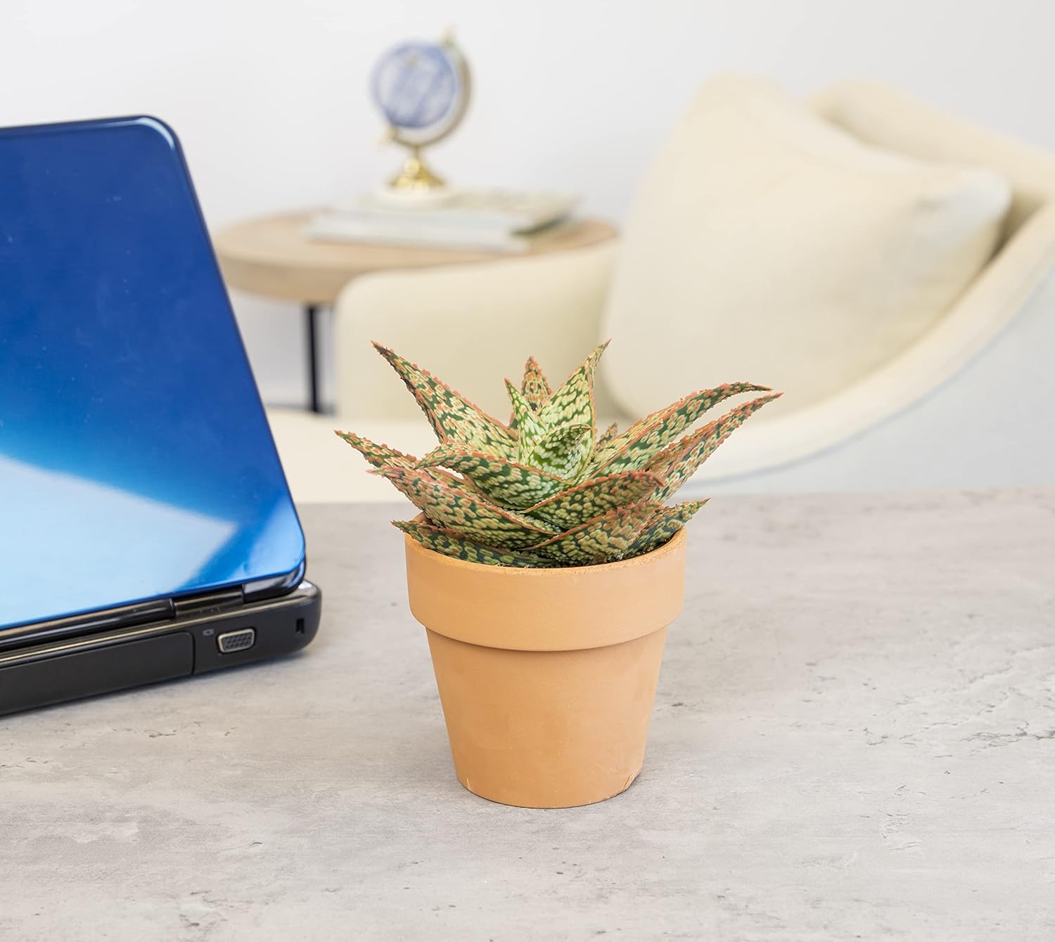 Live Aloe Plant Succulents, Star Aloe Plants Live in Clay Pots for Plants, Succulents Plants Live in Potting Soil, Potted Succulents Live Plants, Cactus Plants Live Succulent Plants by Plants for Pets