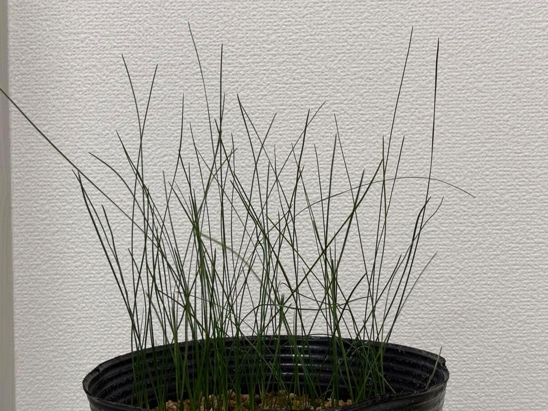 サボテン アリオカルプス 変疣青磁牡丹 国内繁殖栽培苗 実生 鉢ごと