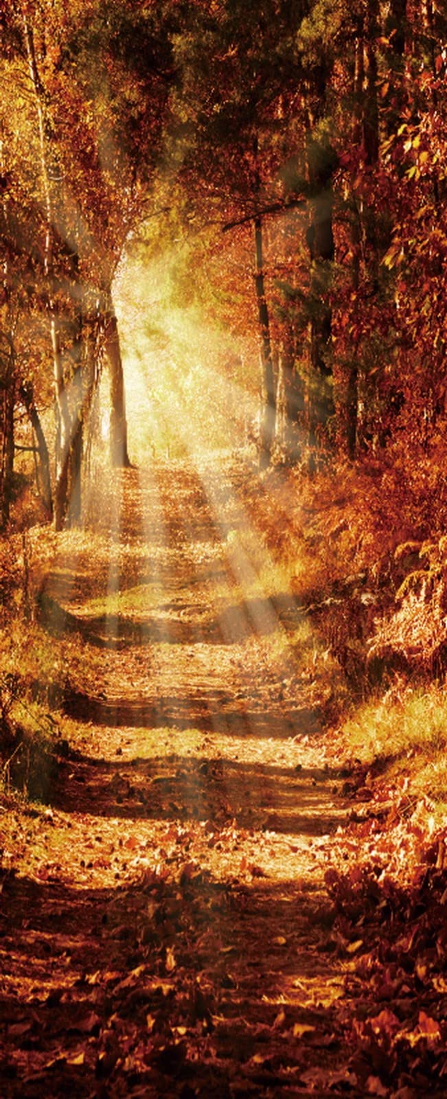 Sticker porte lavable effet 3D forêt d'automne en vinyle durable