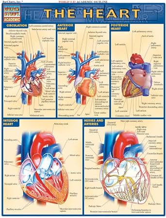Amazon.com: Heart: QuickStudy Laminated Reference Guide (Quick