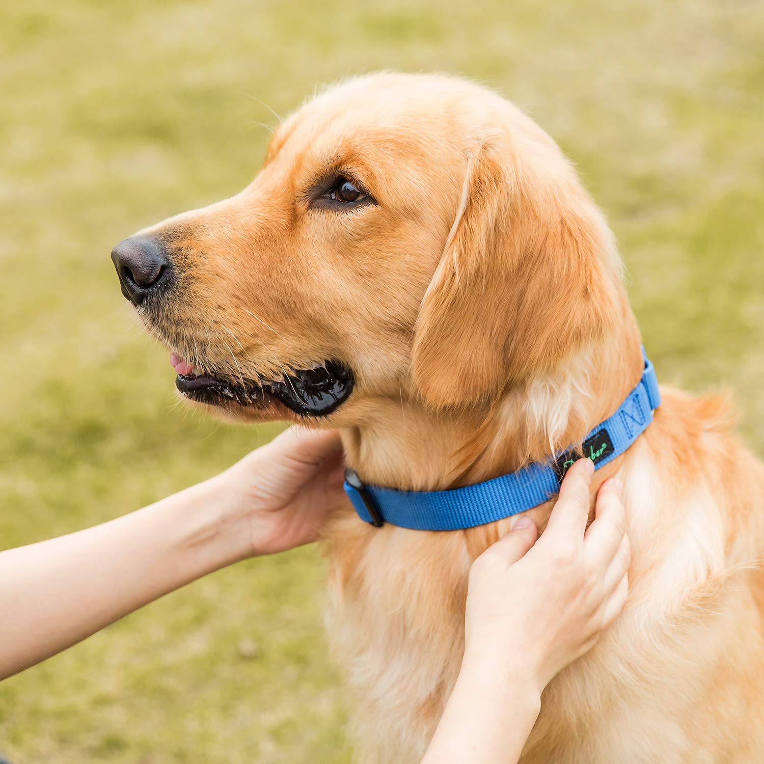 Martingale Halsband Für Hunde – Verstellbar, Mit Sicherheitsschnalle, Für Training & Spaziergänge