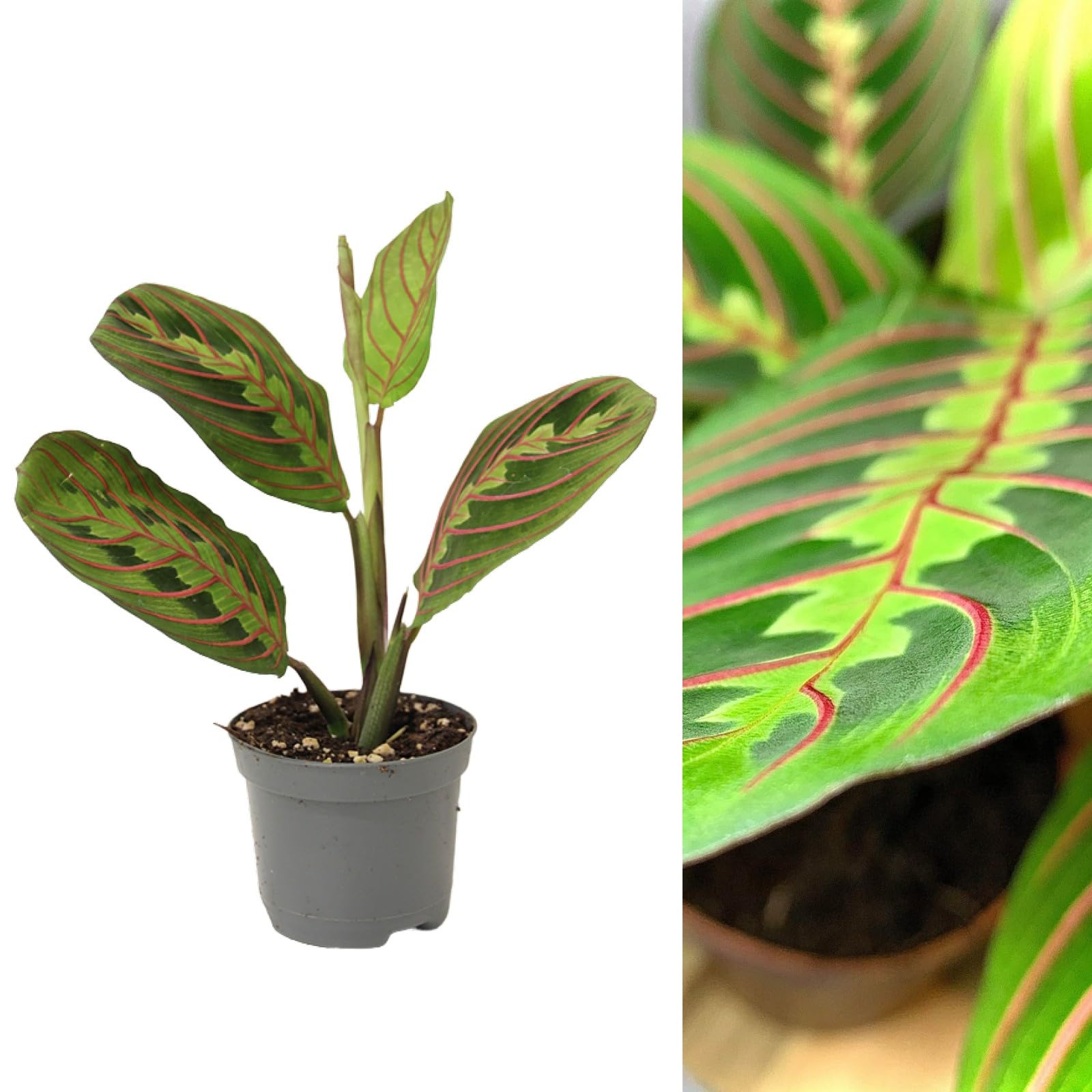Maranta Fascinator - Tricolour Prayer Plant - 20-25cm in Height Inc Pot - Variegated Foliage (2 Plants)