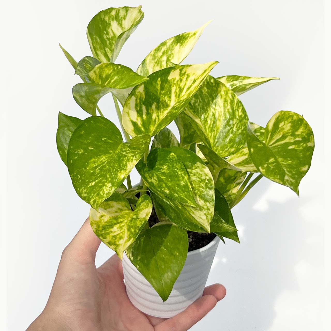 Amazon｜inakougei（イナコウゲイ） 観葉植物 おしゃれ 小さめ