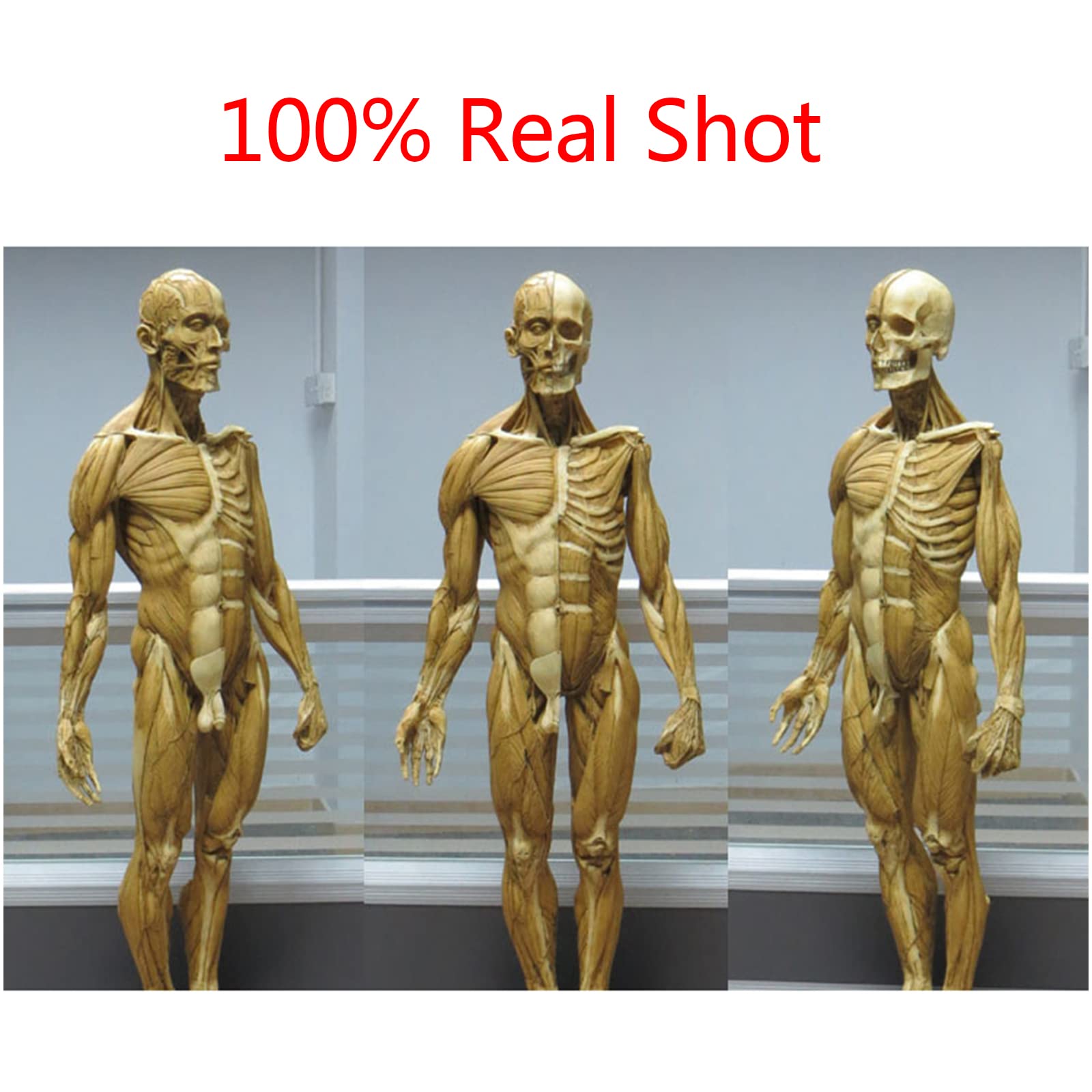 Figura de anatomía humana Modelo de anatomía muscular de 23,6 pulgadas - Figuras masculinas femeninas musculoesqueléticas del cuerpo humano Referencia anatómica