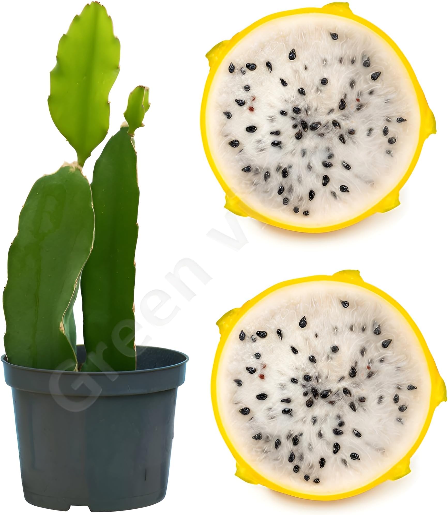 "Israeli Yellow Dragon Fruit Plant 12 to 14 inch Size well rooted Sapling in Nursery Grow Bag"