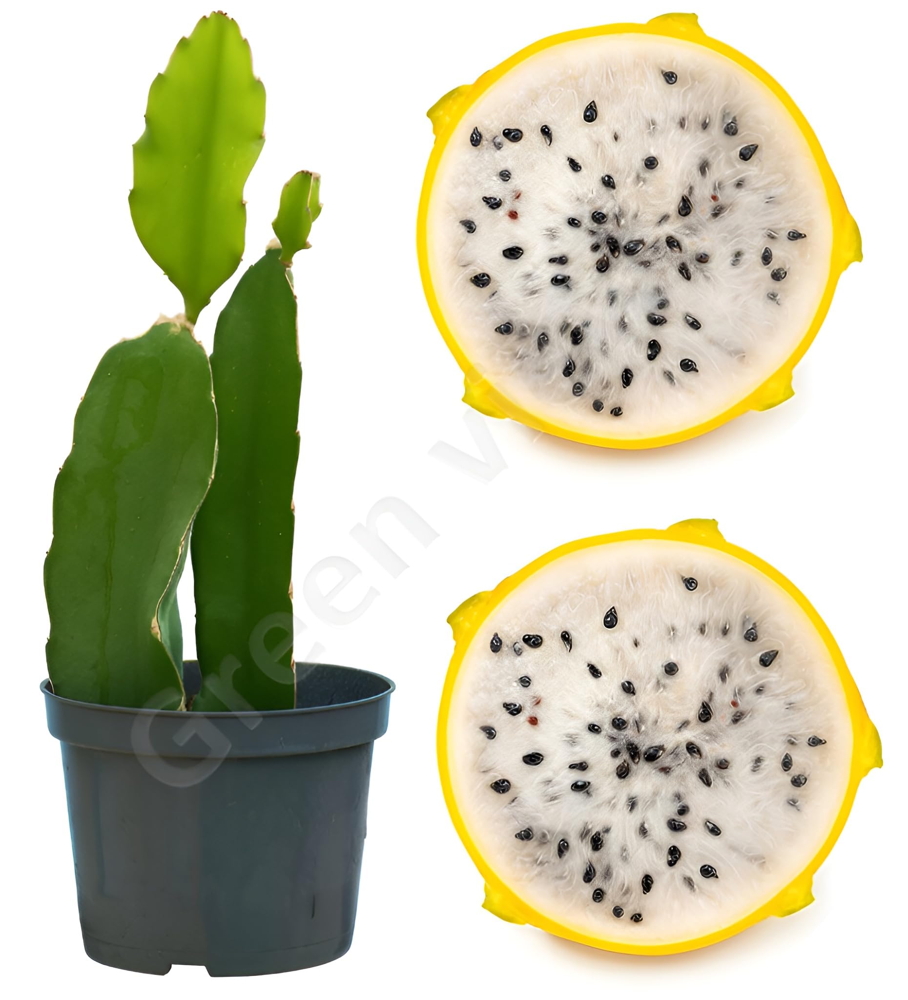 "Israeli Yellow Dragon Fruit Plant 12 to 14 inch Size well rooted Sapling in Nursery Grow Bag"