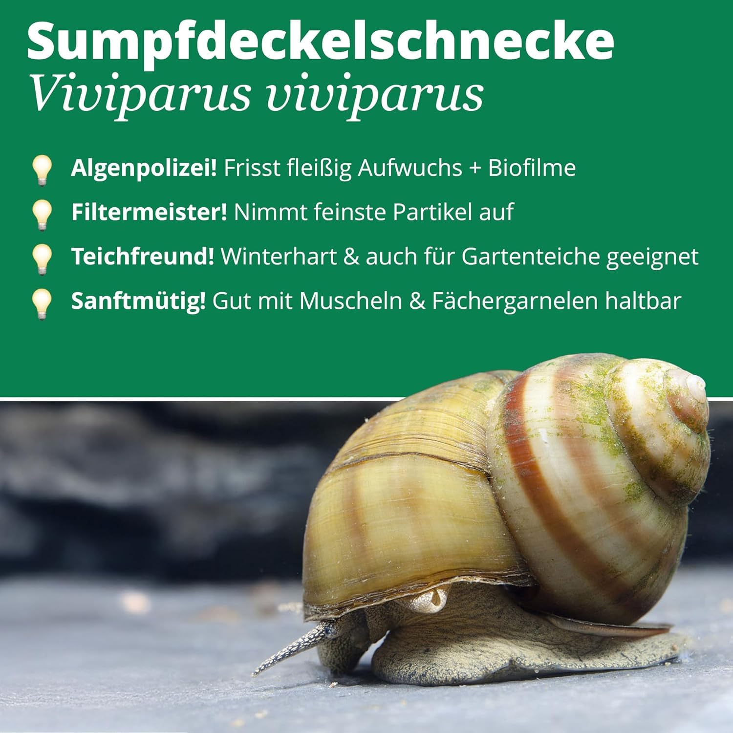 Garnelio Gartenteich Set - 10x Sumpfdeckelschnecke (Viviparus viviparus) & 1x ToxEx Denitrifikationsball - heimische Algenfresser & natürliche Wasserpflege für den Teich