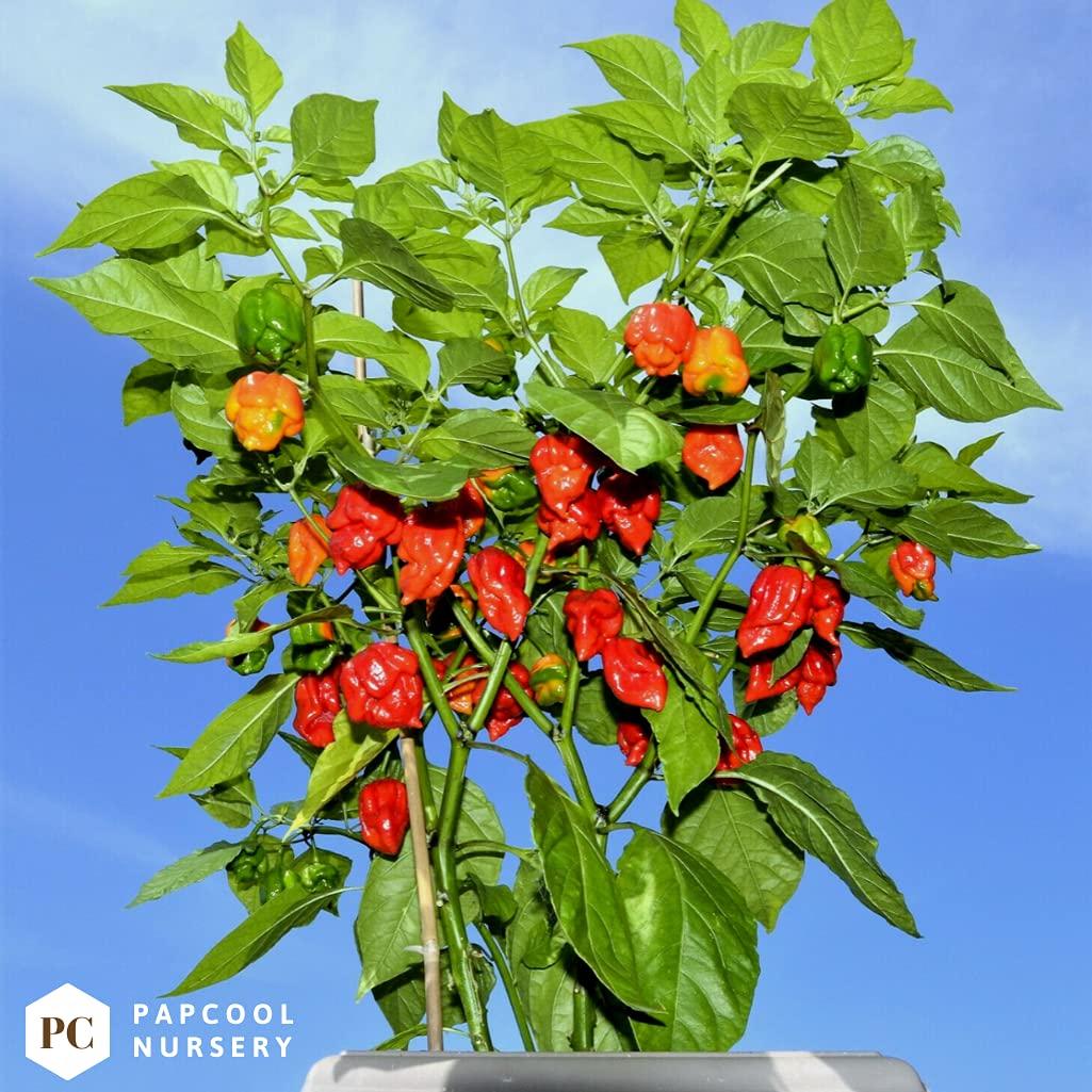 Carolina Reaper Seeds for Planting 300+ Carolina Reaper Plant Seeds
