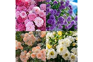 150+ English Rose Seeds for Planting Outdoors-Perennial Rose Flower Seeds Ornamental Beautiful Roses