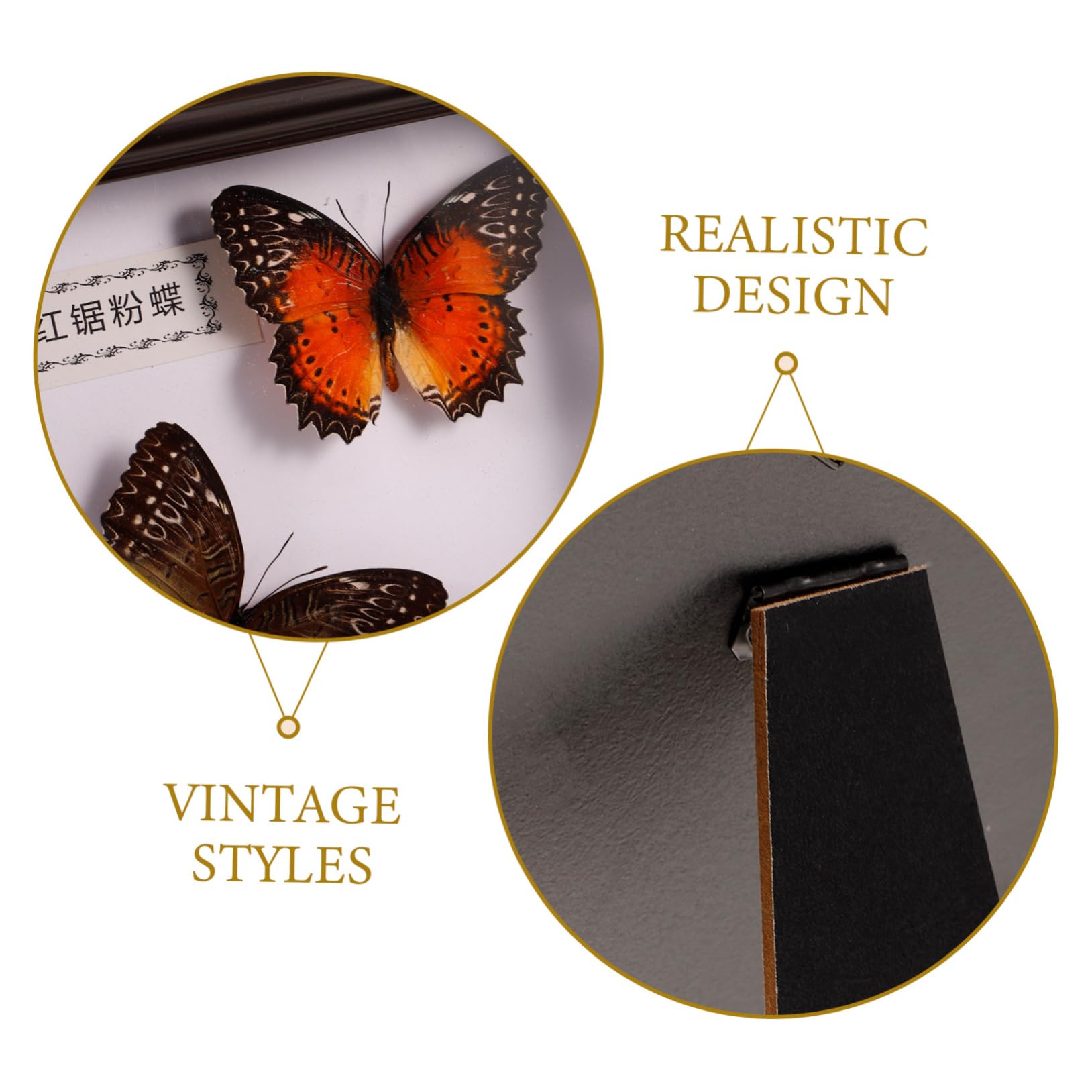 Amazon.co.jp: 蝶のフォトフレーム 蝶の額縁飾り 標本展示枠