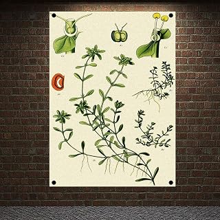 Callitriche palustris Plant Atlas Banners Flags Vintage Green Botanical Prints Wall Art Herbs Leaves Set Poster Home Decor96x144 cm (38X57 inches) A11