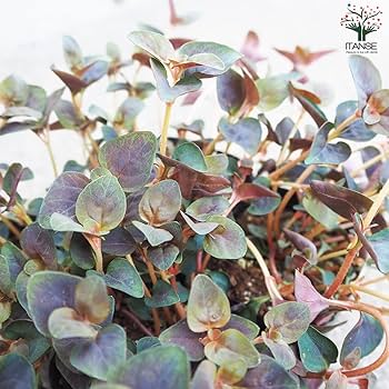 秋の模様替えに　部族系　力強いバルーチオールドキリム　ミッソーニのような色合い 楽天市場】オールドキリム モロッコベルベル族のキリム287×165cm