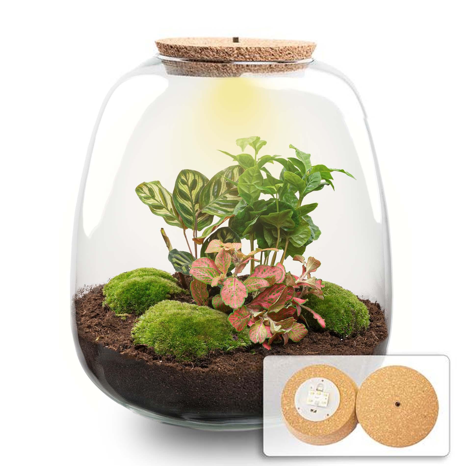 Terrarium DIY Set mit Glas, Deko Wohnzimmer, Grün, H 25 cm, Ø 23 cm