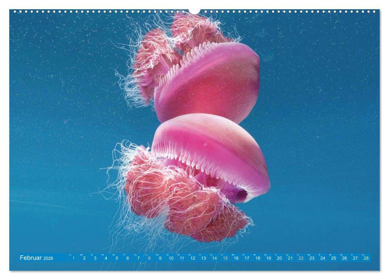 Tauchen: Wunderbares tiefblaues Meer (hochwertiger Premium Wandkalender 2026 DIN A2 quer), Kunstdruck in Hochglanz: Großartige Unterwasseraufnahmen in der blauen Tiefe: Faszination Tauchen