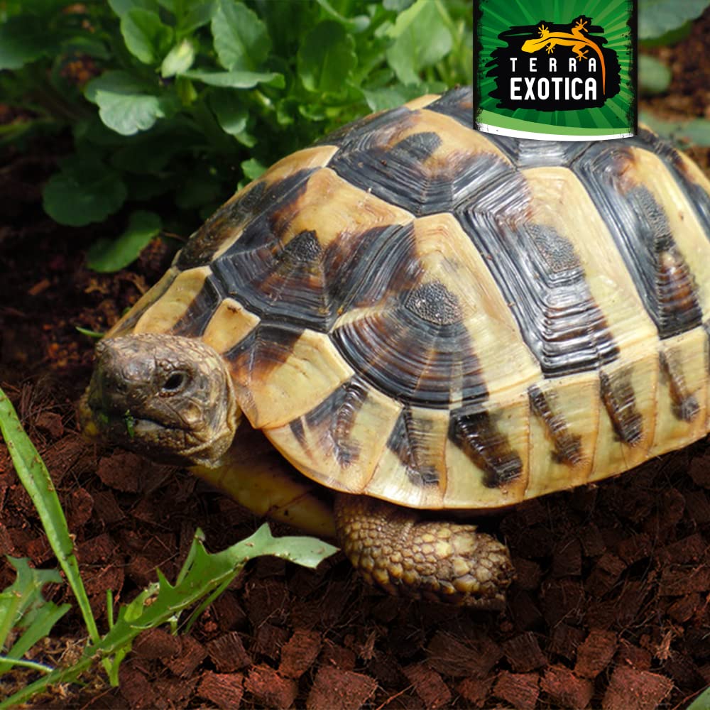 Terra Exotica Cocos Husk Brick ca. 500g - grob, gepresster Humusziegel als Terrarienboden für Reptilien und Amphibien, 1 Ziegel ergibt ca. 7 Liter lockeres Substrat (12 Stück - 84 Liter)