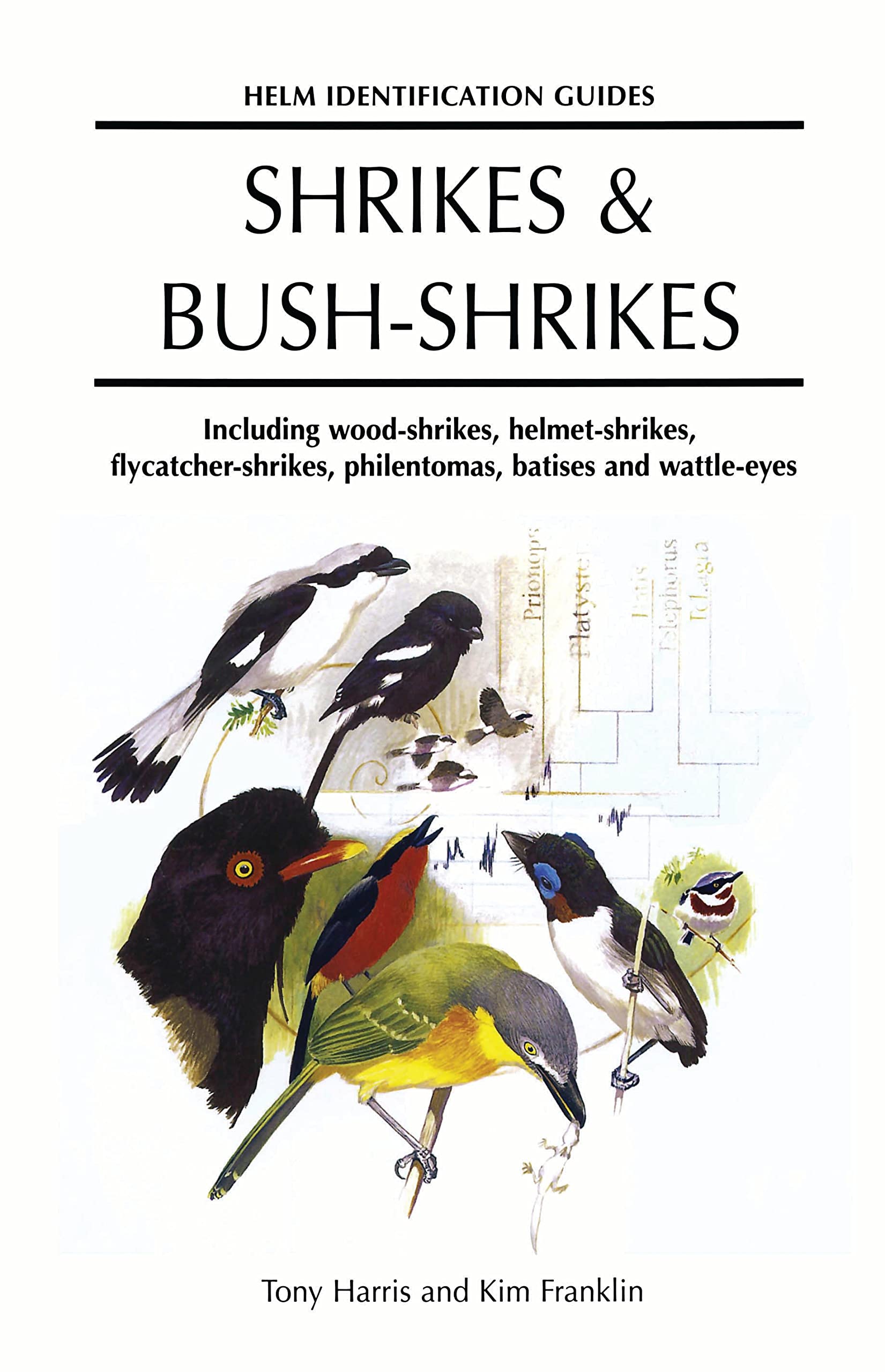Helm Identification Guides Shrikes And Bush shrikes Including Wood helm-identification-guides-shrikes-and-bush-shrikes-including-wood