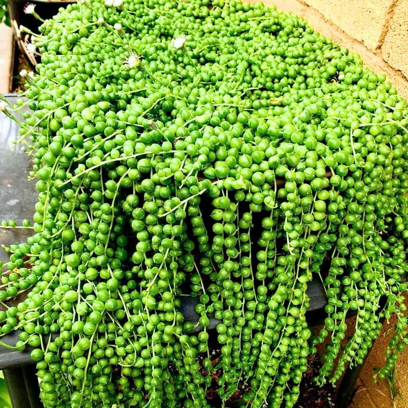 Miniatura 2 de Planta viva de cadena de perlas, planta suculenta verde de cadena de perlas para plantar maceta de 4 pulgadas