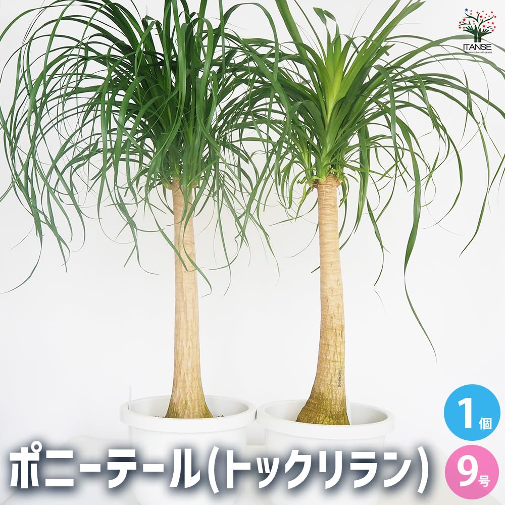 Amazon｜ITANSE トックリラン(ノリナ、ポニーテール) 9号 1個
