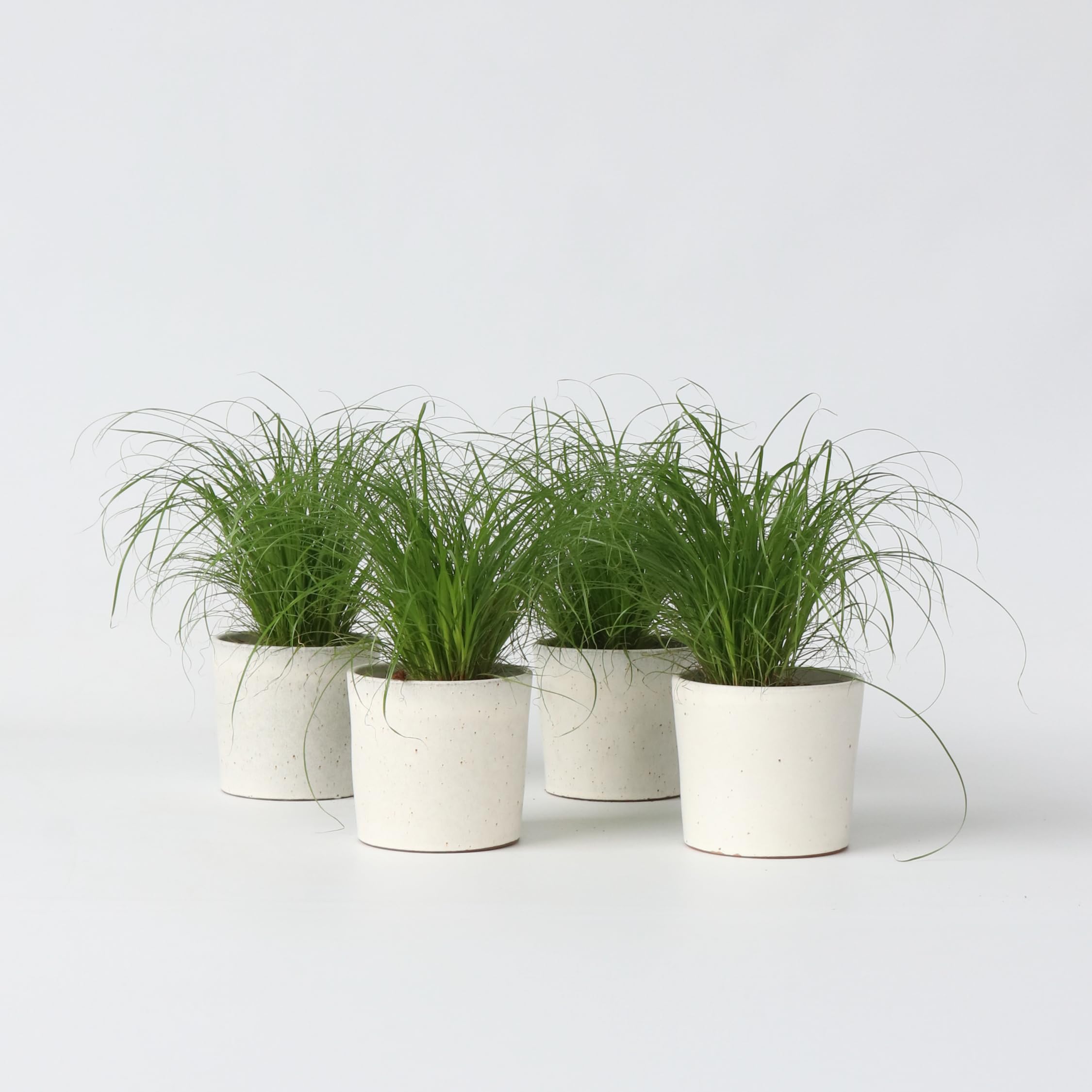 Plant in a Box - Cyperus 'Herbe à chat' - Set de 4 - Pot 12cm - Hauteur 30-40cm