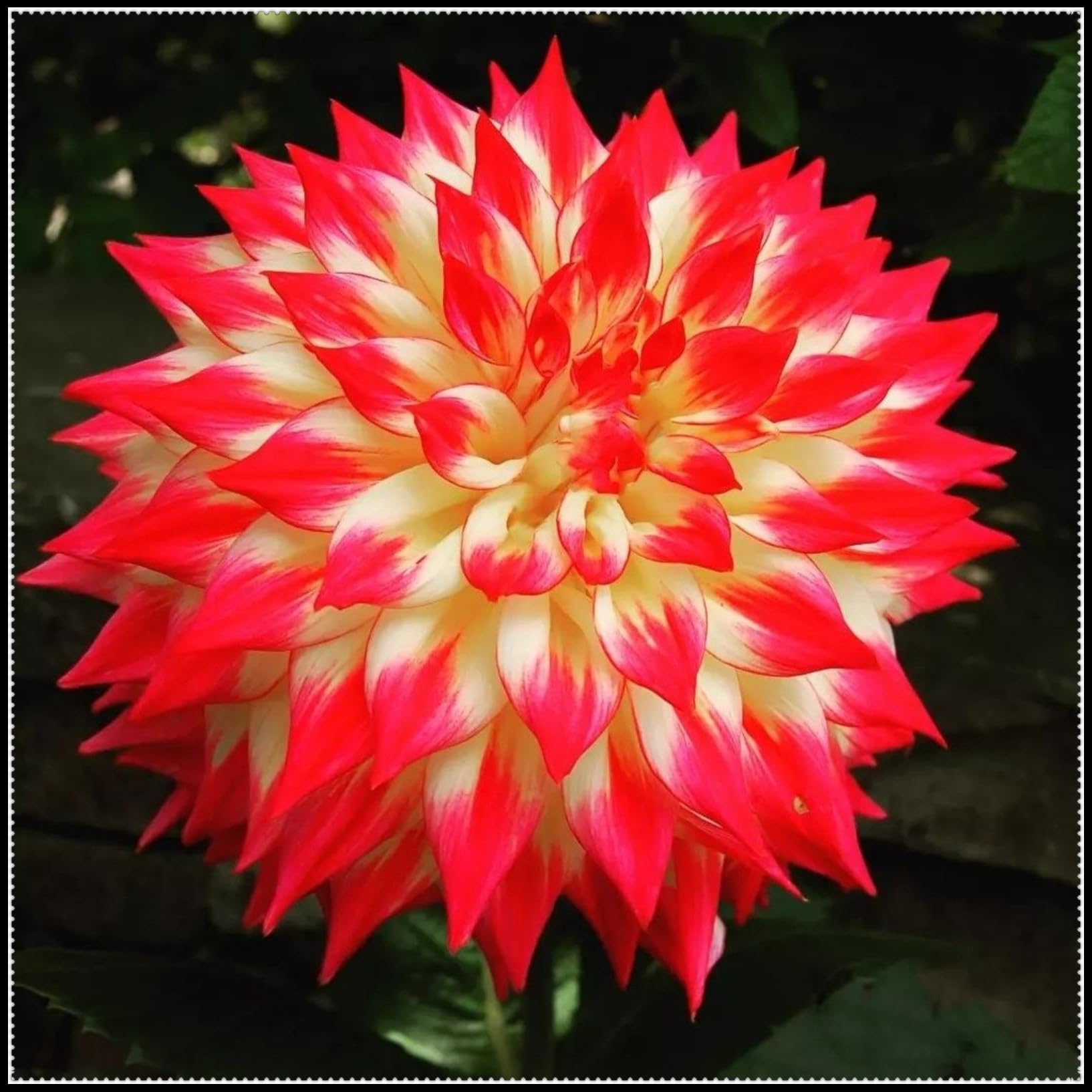 Dahlia Plants Tubers, Dahlia Bulbs UK, Outdoor Plants for Gardens ＆ Borders, Easy to Grow Flowering Perennials, Excellent Display-10 Bulbs-G