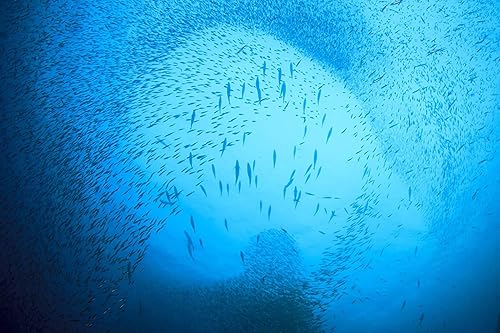 Miniatura 6 de Season Sardinas en aceite de oliva virgen extra  capturado en la naturaleza, ligeramente ahumado, 0.81 oz de proteína, aperitivos Keto, más Omega 3