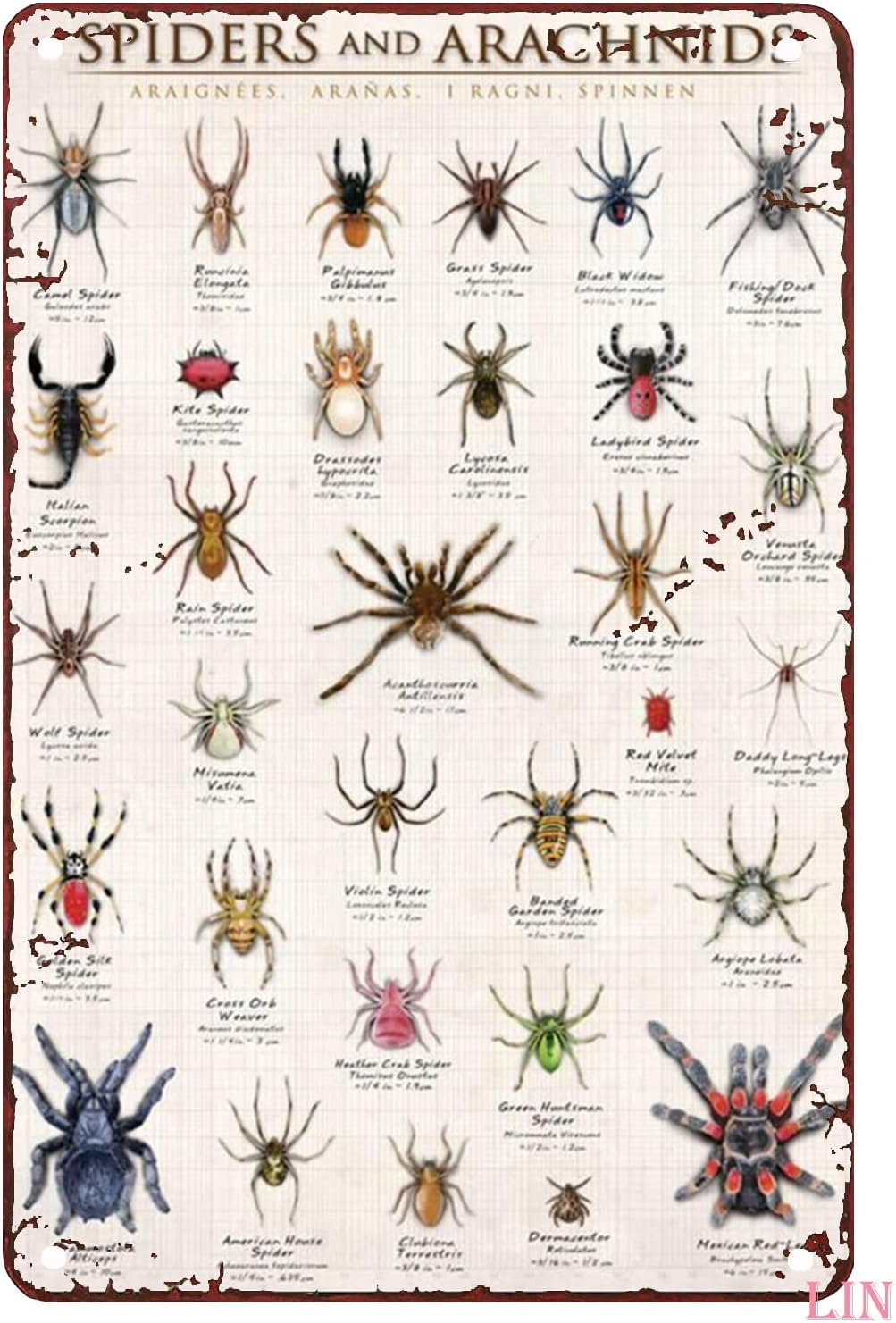 Metal Decor for Outside Wall Types of Spiders Knowledge
