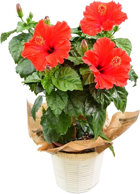 Amazon 花由 鮮やかな朝風園さんの大輪ハイビスカス 鉢植え レッド 1週間以内にお届け 観葉植物 オンライン通販