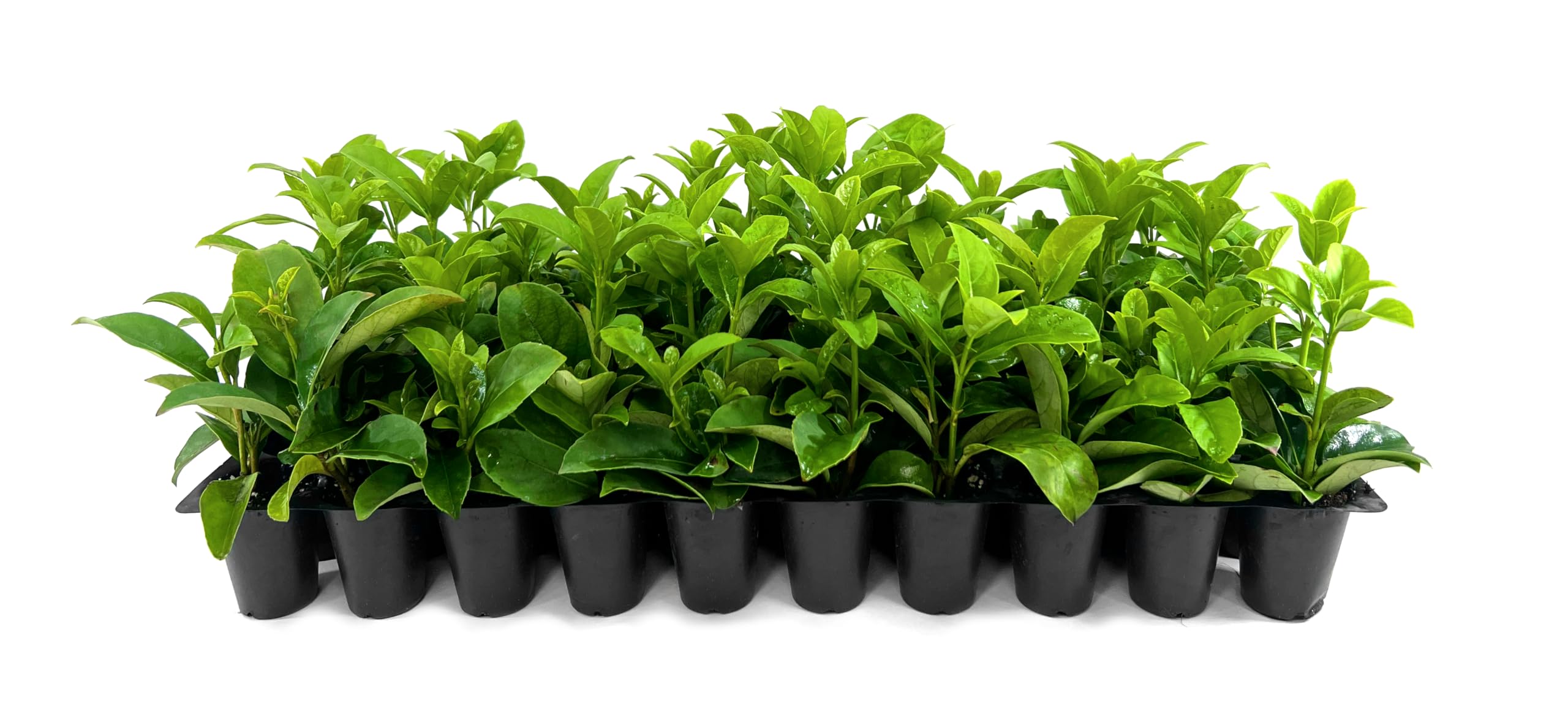 Viburnum Odoratissimum | 30 Live Plants | Viburnum odoratissimum | Fast Growing Privacy Hedge | Evergreen Screening Shrub