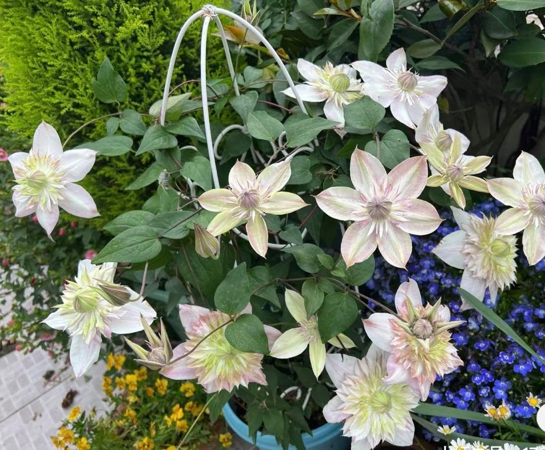 フジバカマ 苗 10株 ☘️フジバカマ苗☘️❤抜き苗❤選べるおまけつき