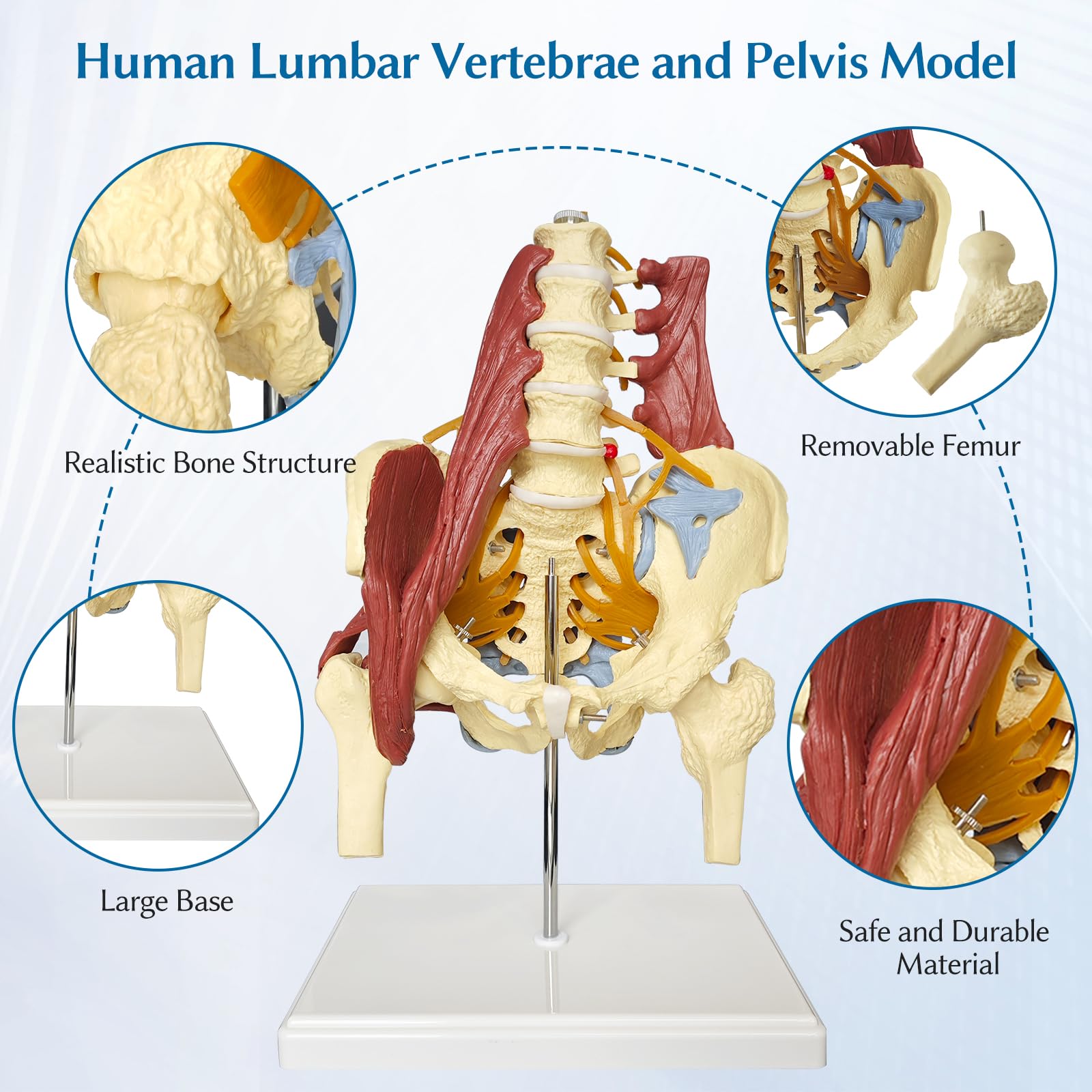 Human Lumbar Spine Bone Model Female Pelvis Model 1:1 Life Size Nerves Hip Joint Muscle Anatomy Model Removable Movable Femur Heads Product Manual Card for Medical Education Study product thumbnail 5