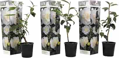 Camellia Japonica - Mix Di 3 Rose Giapponesi In Vaso 9cm - Altezza 25-40cm - Foto 9
