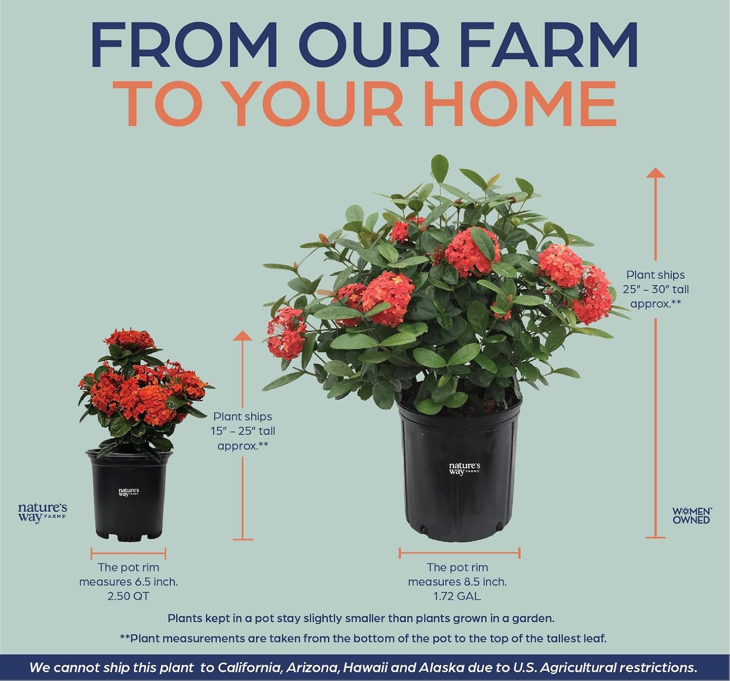 Nature's Way Farms Ixora Maui Red, Easy Care, Live Plant, Grow Outdoor, Full Sun Bright Light, Perfect for Plant Lovers & Beginners, in Grower Pot. (25-30 in. Tall)