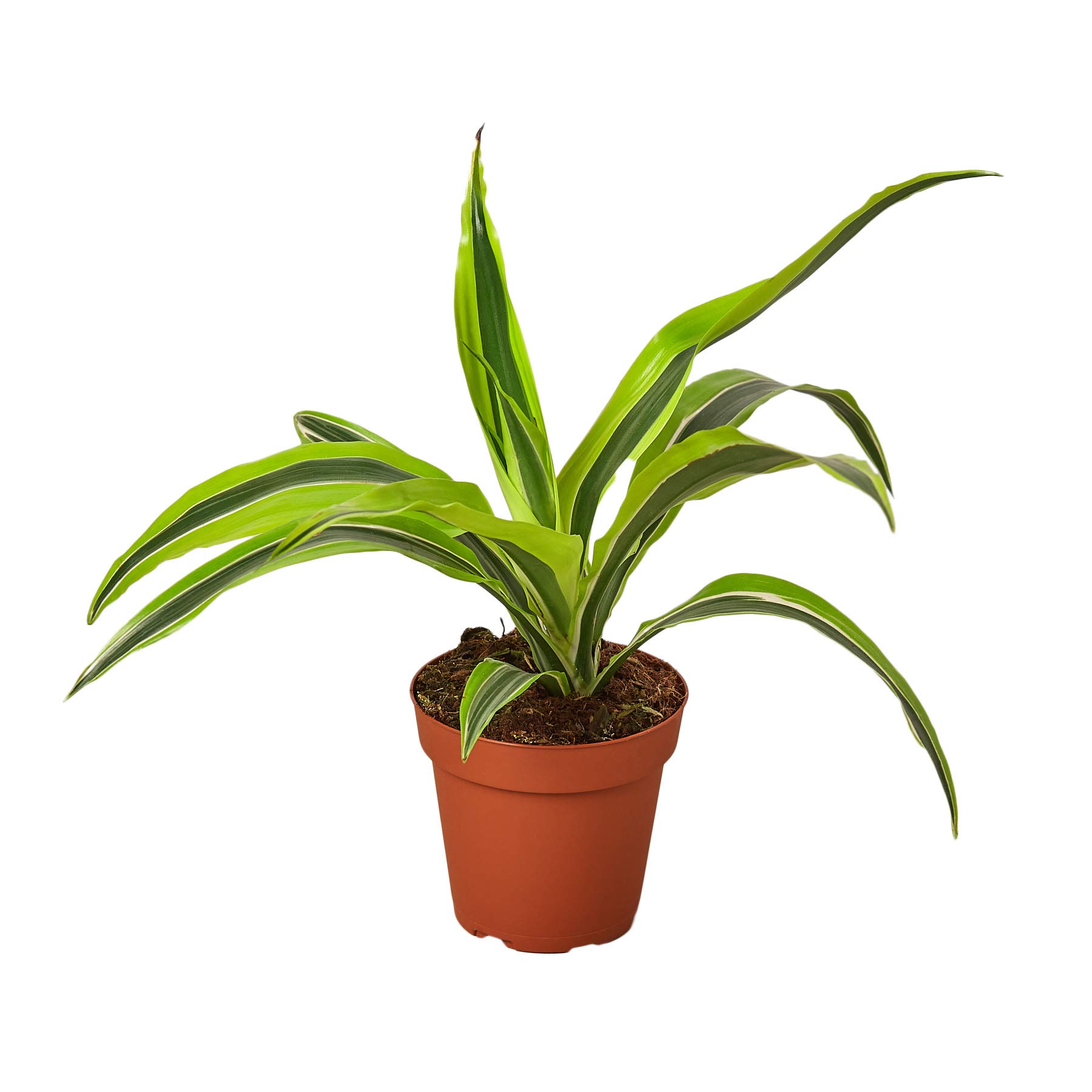 Dracaena 'Lemon Lime' by House Plant Shop