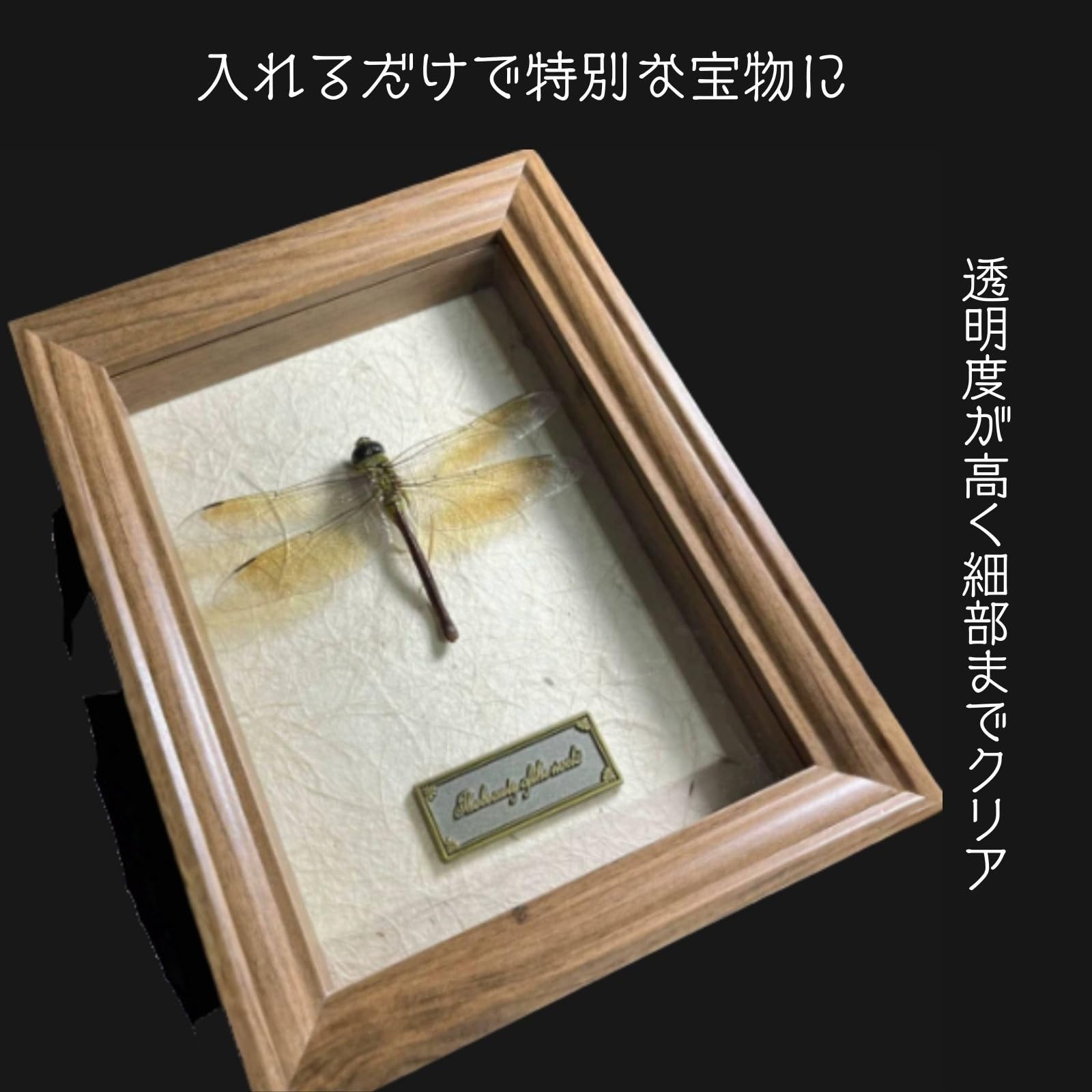 Amazon.co.jp: Miaomyao コレクションケース 標本キット標本箱 昆虫