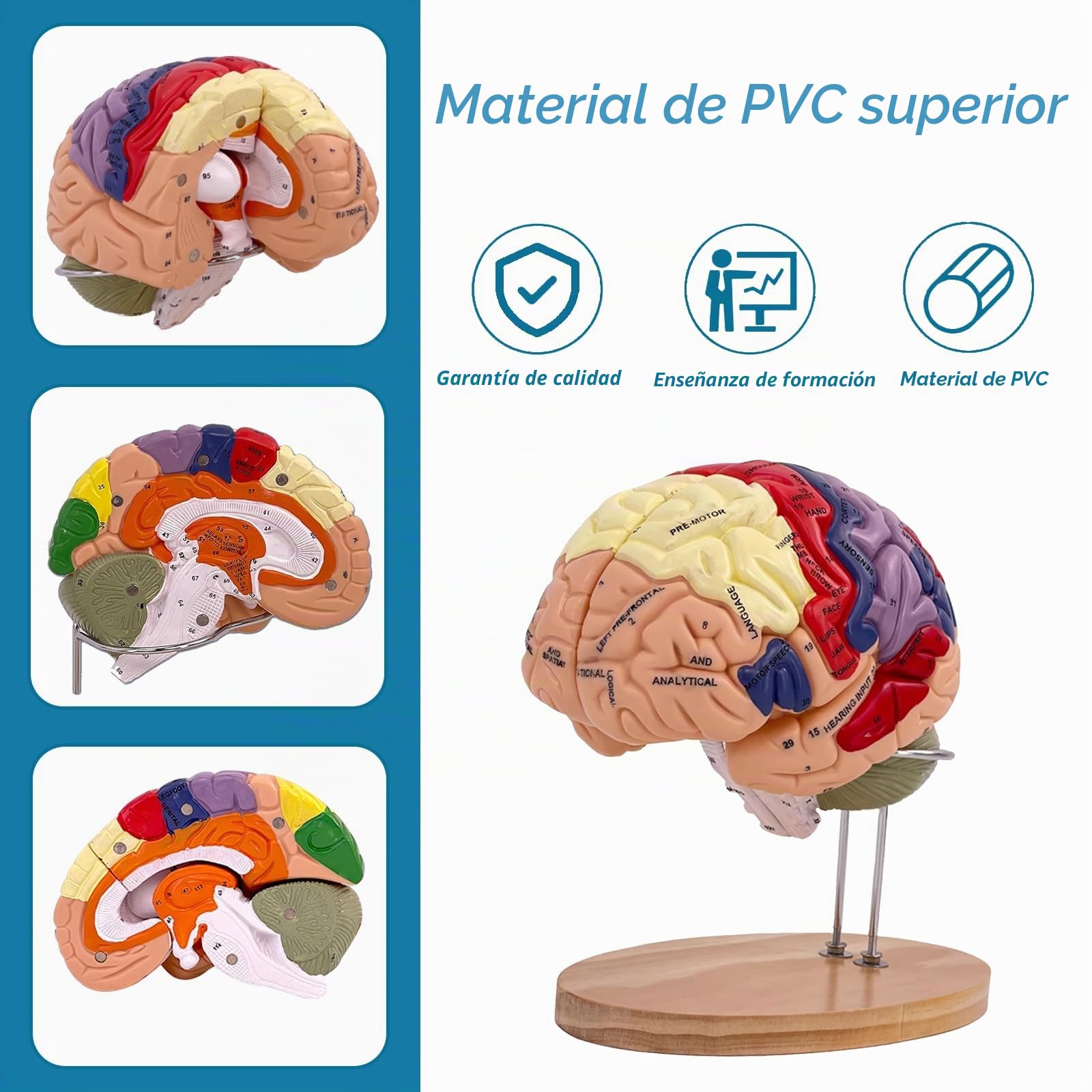 Modelo de cerebro humano, modelo anatómico de cerebro humano de tamaño real 2X para neurociencia con 4 modelos de cerebro desmontables codificados por colores para neurociencia, psicología,