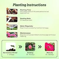 Vista 67 de Outsidepride Bicolor Mix Gerbera Seeds - 10 Pcs Perennial, Compact & Low Maintenance, Flower Seeds for Planting w/Vibrant Mixed Blooms, Ideal for