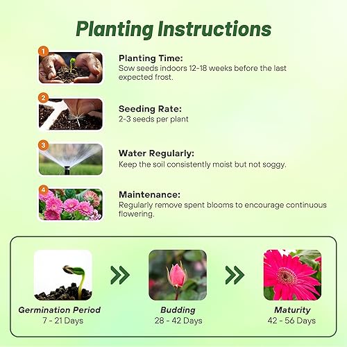 Vista 4 de Outsidepride Semillas de gerbera rosa, 20 piezas perennes, compactas y de bajo mantenimiento, semillas de flores para plantar con centro verde