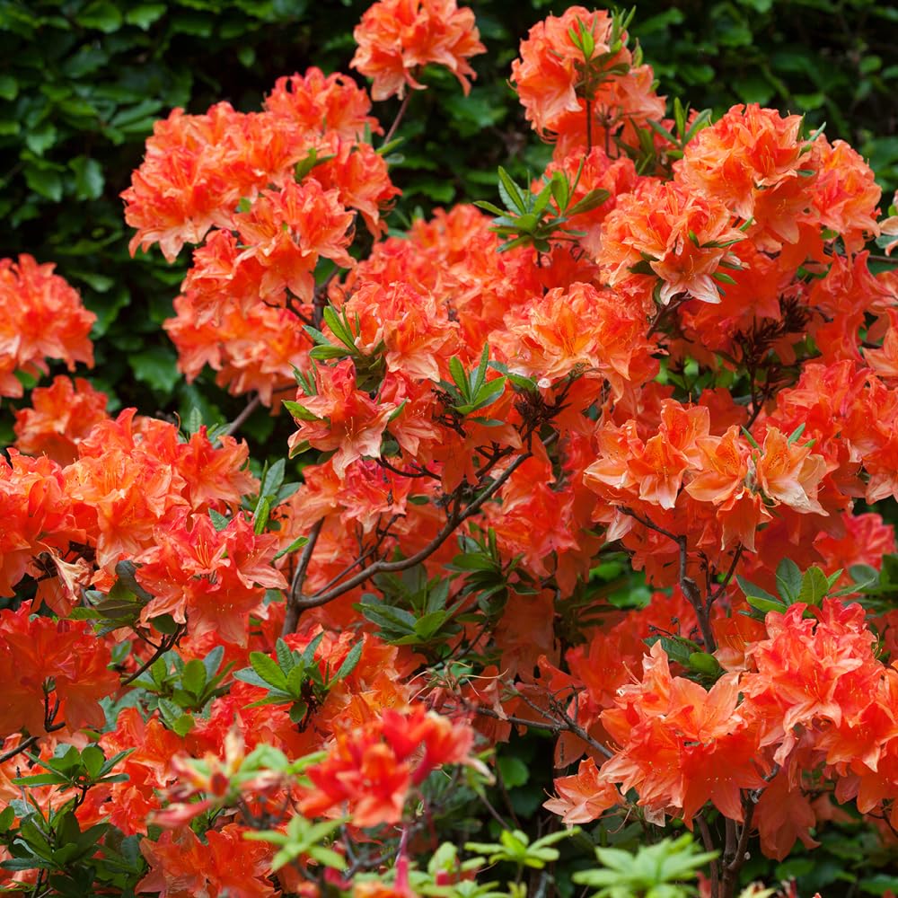 YouGarden - Azalea japonica Orange Three Established Plants in 9cm Pots
