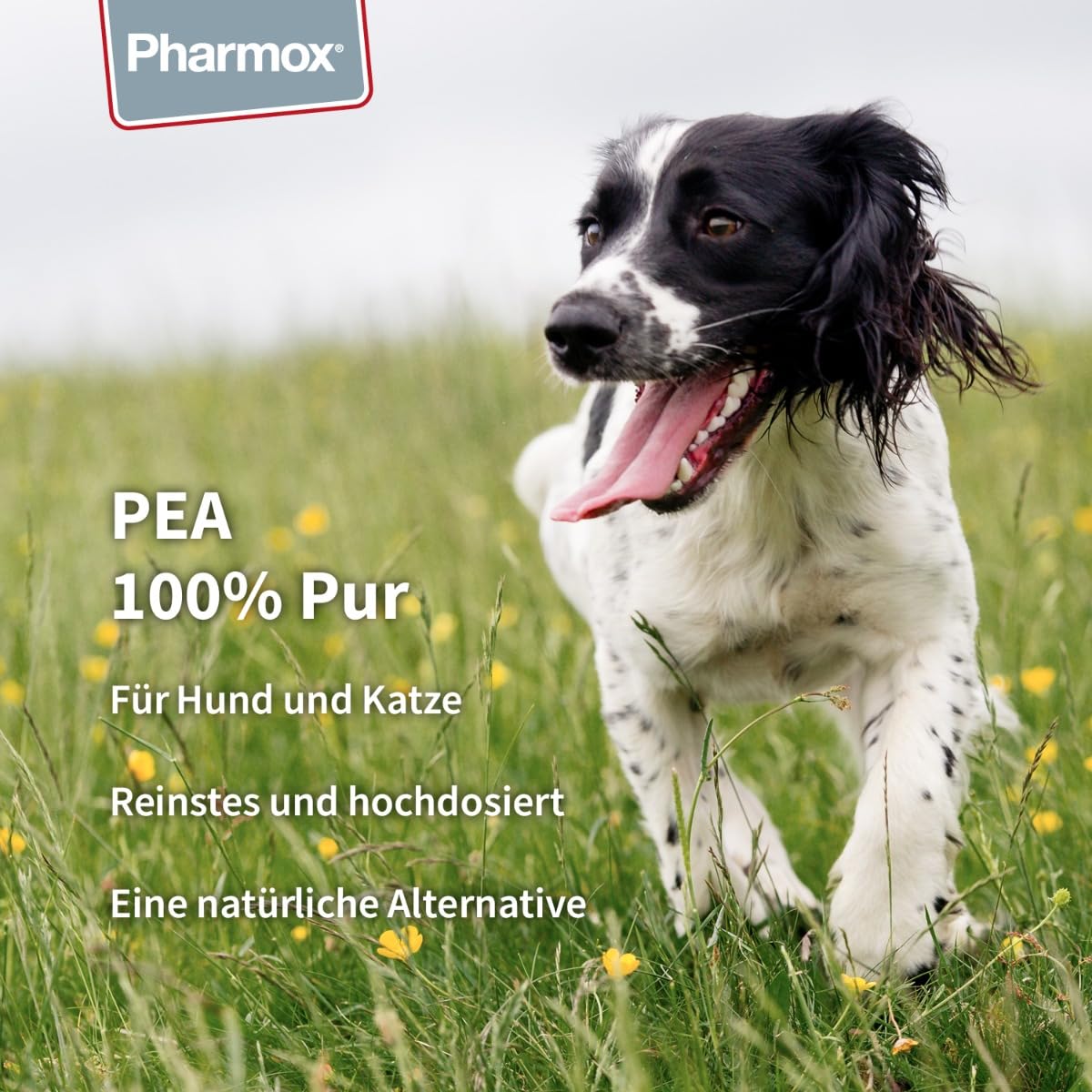 Hund & Katze PEA (Palmitoylethanolamid) - 100% Rein - 60 Kapseln - Hochdosiert