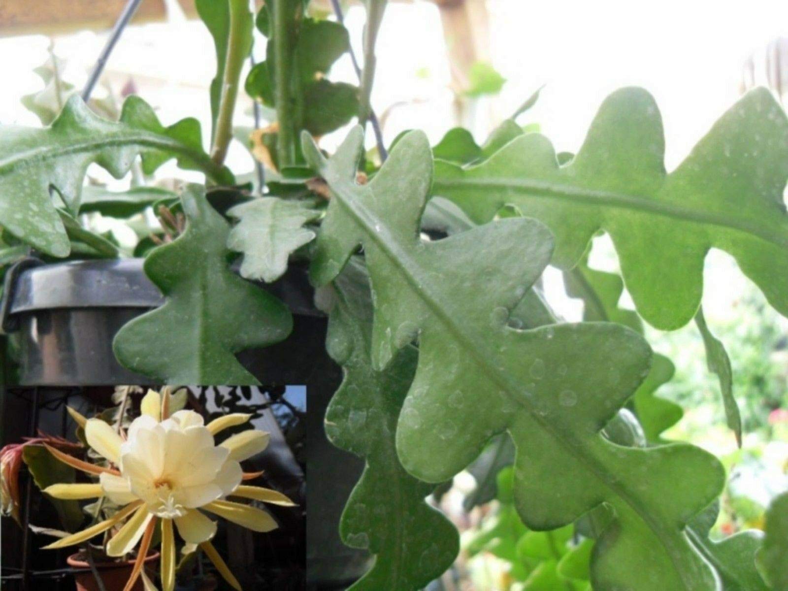 Portal Cool Schneiden Schneiden Epiphyllum Epiphyllum Blt Anguliger Duft :  Amazon.de: Garten