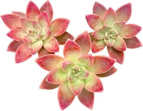 Live Succulent Cuttings (3 Graptosedum 'California Sunset'), Succulents Plants Live, Succulent Plant NO Roots, House Plants Live Office Decoration, DIY Projects, Party Favor Gift by The Succulent Cult