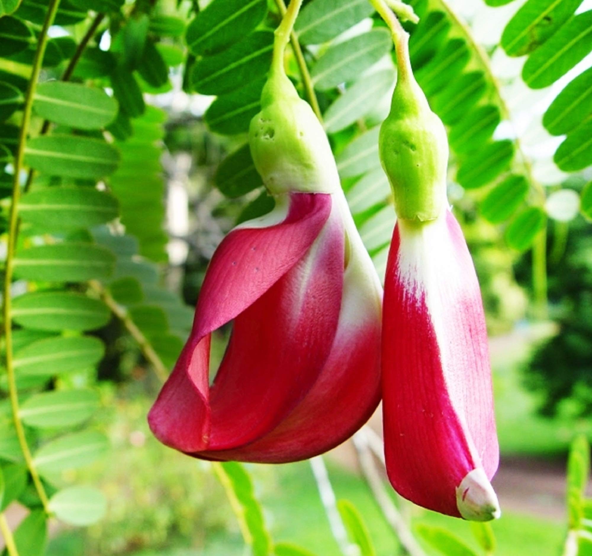 Southside Naturals 30 Agasthi Cheera Plant Seeds | Sesbania Grandiflora | Fast Growing Hummingbird Seed | Flamingo Bill Agato Seeds For Planting & Gardening | Sword Beans Greenary Seeds