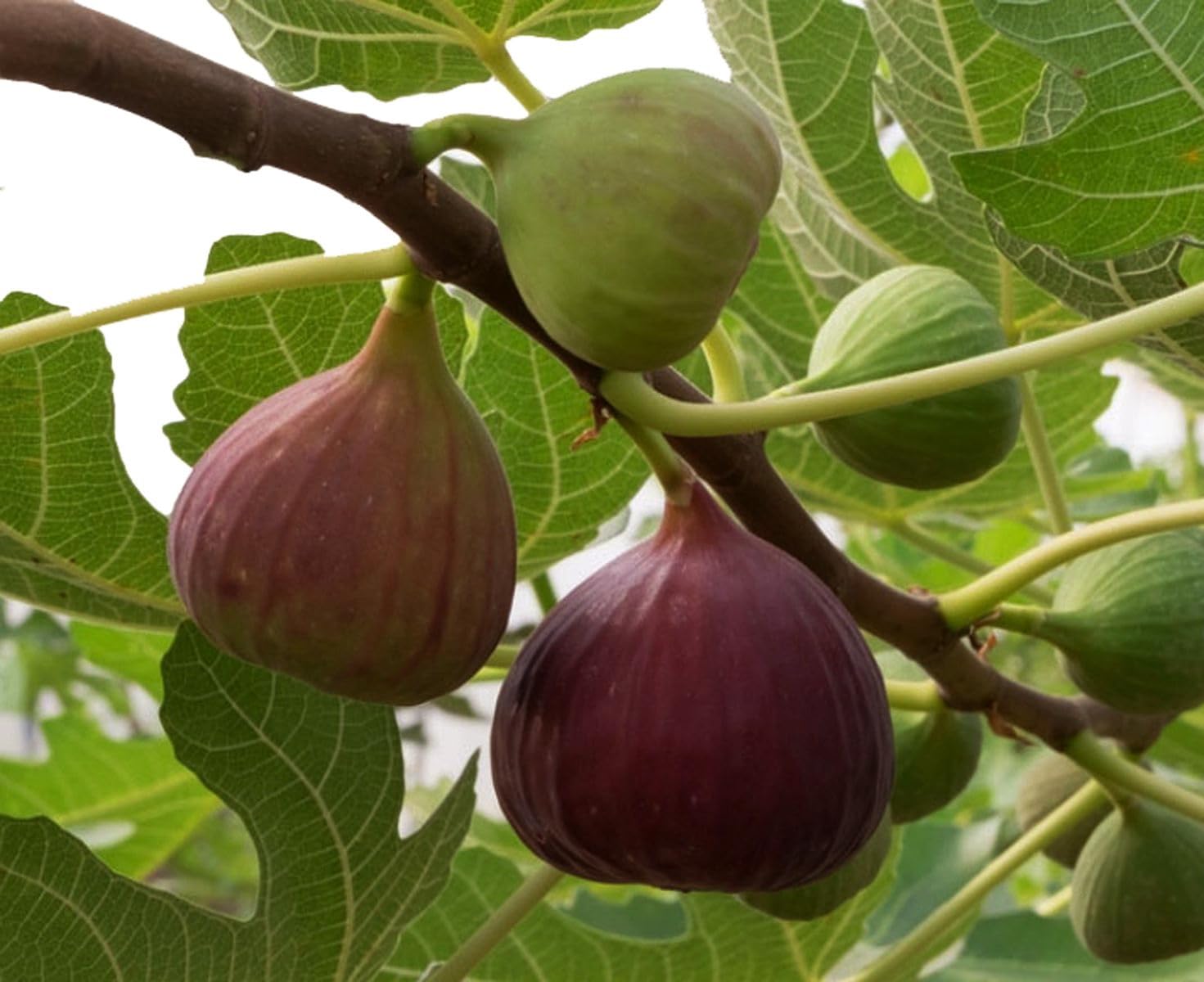 Dwarf Fig Tree Plant|Anjeer Fruit Plant| Fig Fruit Plant| Ficus Racemosa Plant| Athi Fruit Tree| Athi Palam Tree (B0CSX4S44H) Amazon Price History, Amazon Price Tracker