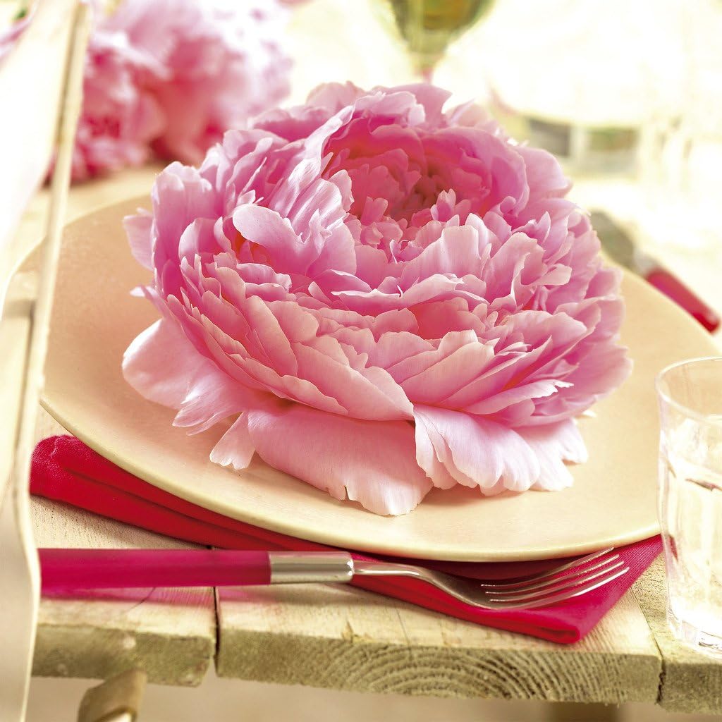 Van Zyverden Peonies Sarah Bernhardt Set of 3 Mammoth Sized Roots