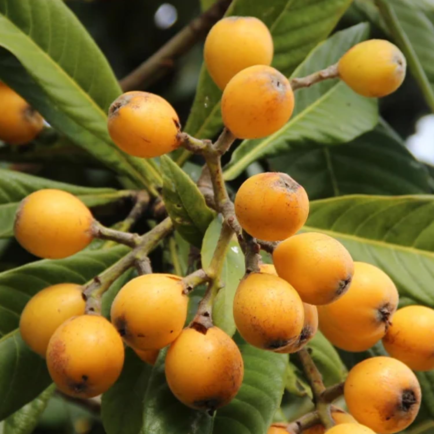 See full amazon price history chart for Hug A Plant | Loquat Plum Plant (Eriobotrya japonica) Fruit Live Plant (Home & Garden) Hug A Plant | Loquat Plum Plant (Eriobotrya japonica) Fruit Live Plant (Home & Garden) (B0CQBZ2T4K) Amazon Price History, Amazon Price Tracker