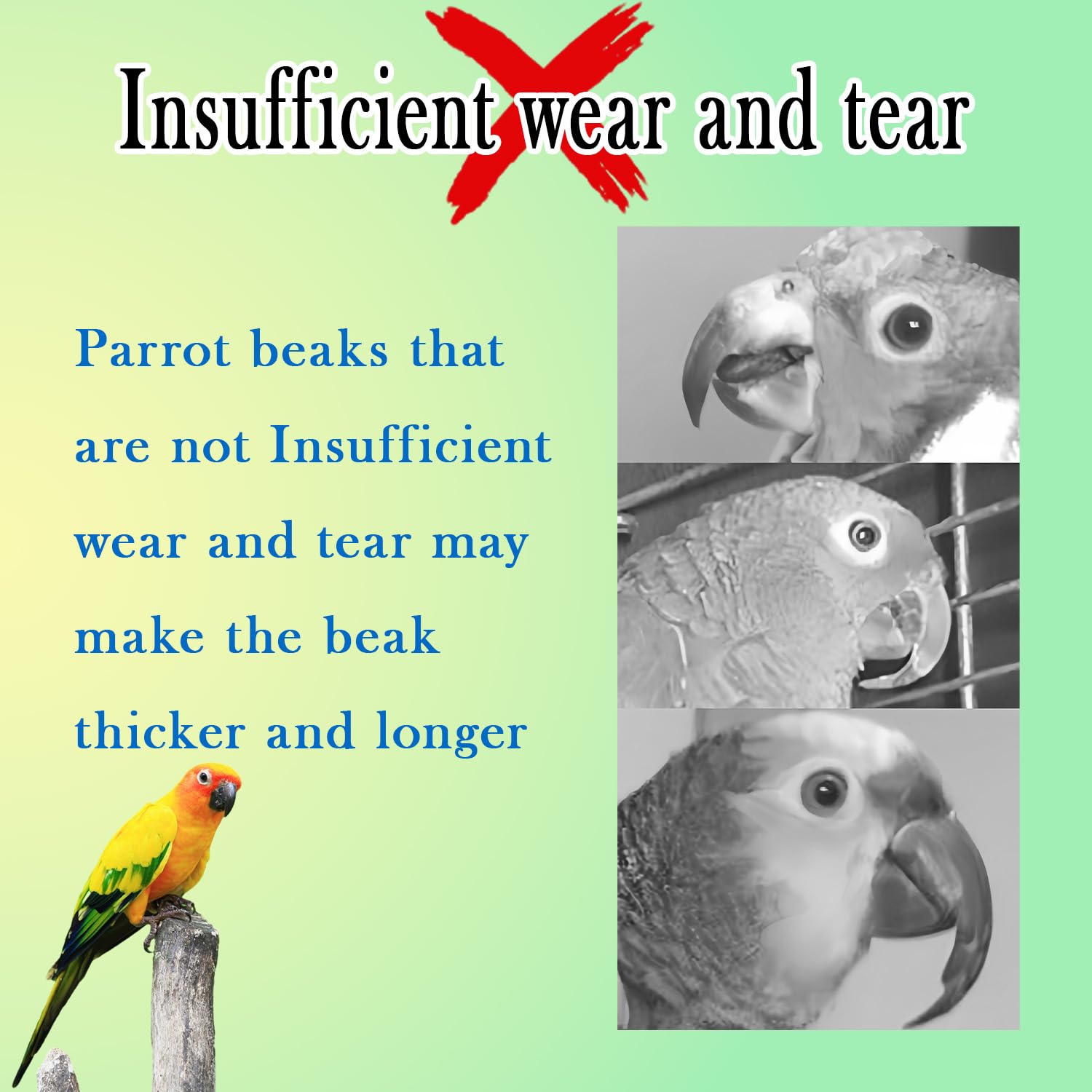 WACURRENTHYD Bird Toys with 8 Pine Cones - Natural Wooden Parrot Toys, 8 Inch Hangable Chewing Sticks Toys for Conures Parakeets Cockatoo African Grey Amazon Parrots — view 3