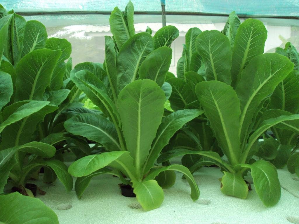 100 Green Cos Lettuce Seeds Hydroponic Vegetable Seeds