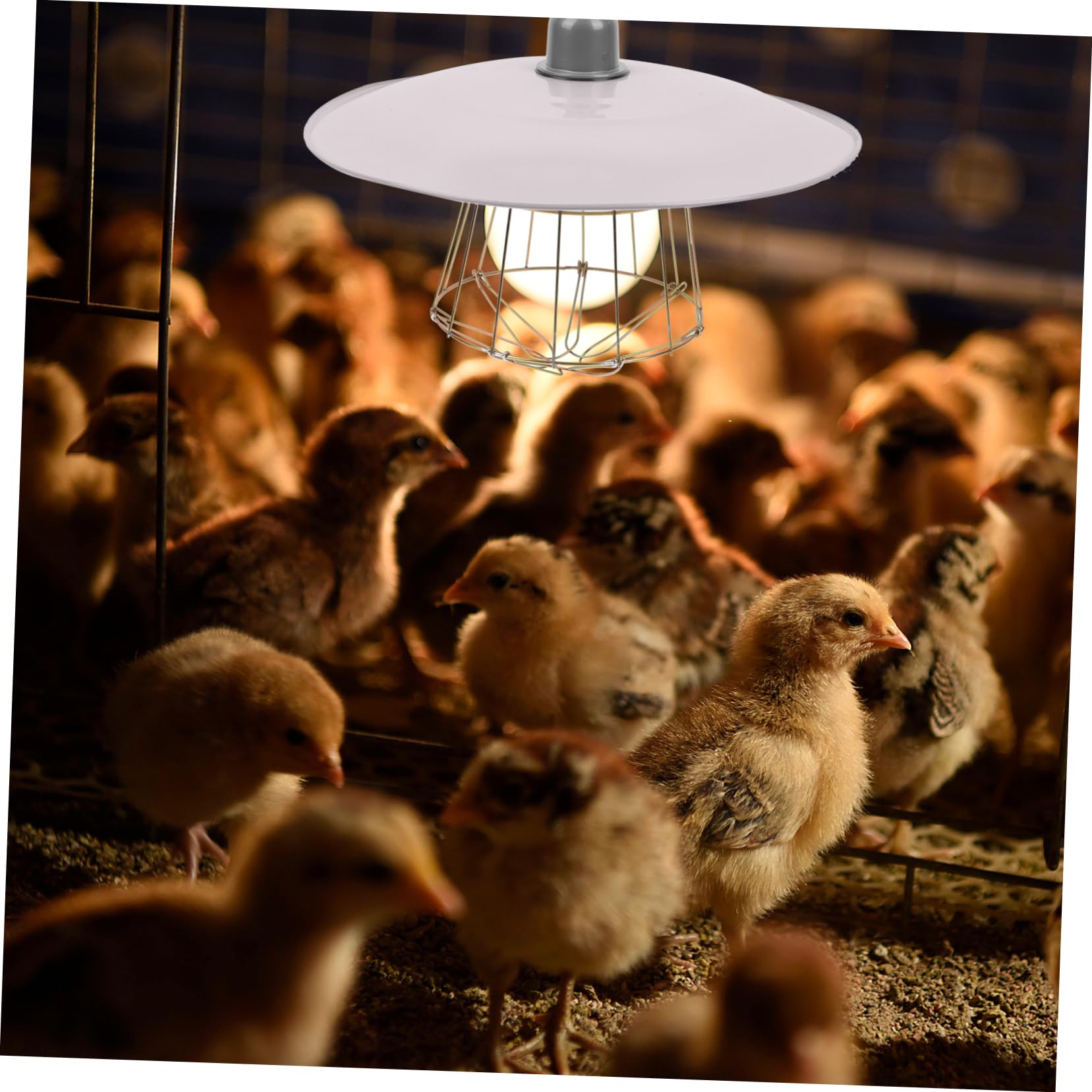 Beaupretty Lampe Chauffante pour Chiots et Oies en Fer Blanc, Facile à Utiliser Effet de Chauffage, pour L'élevage Conservation Chaleur