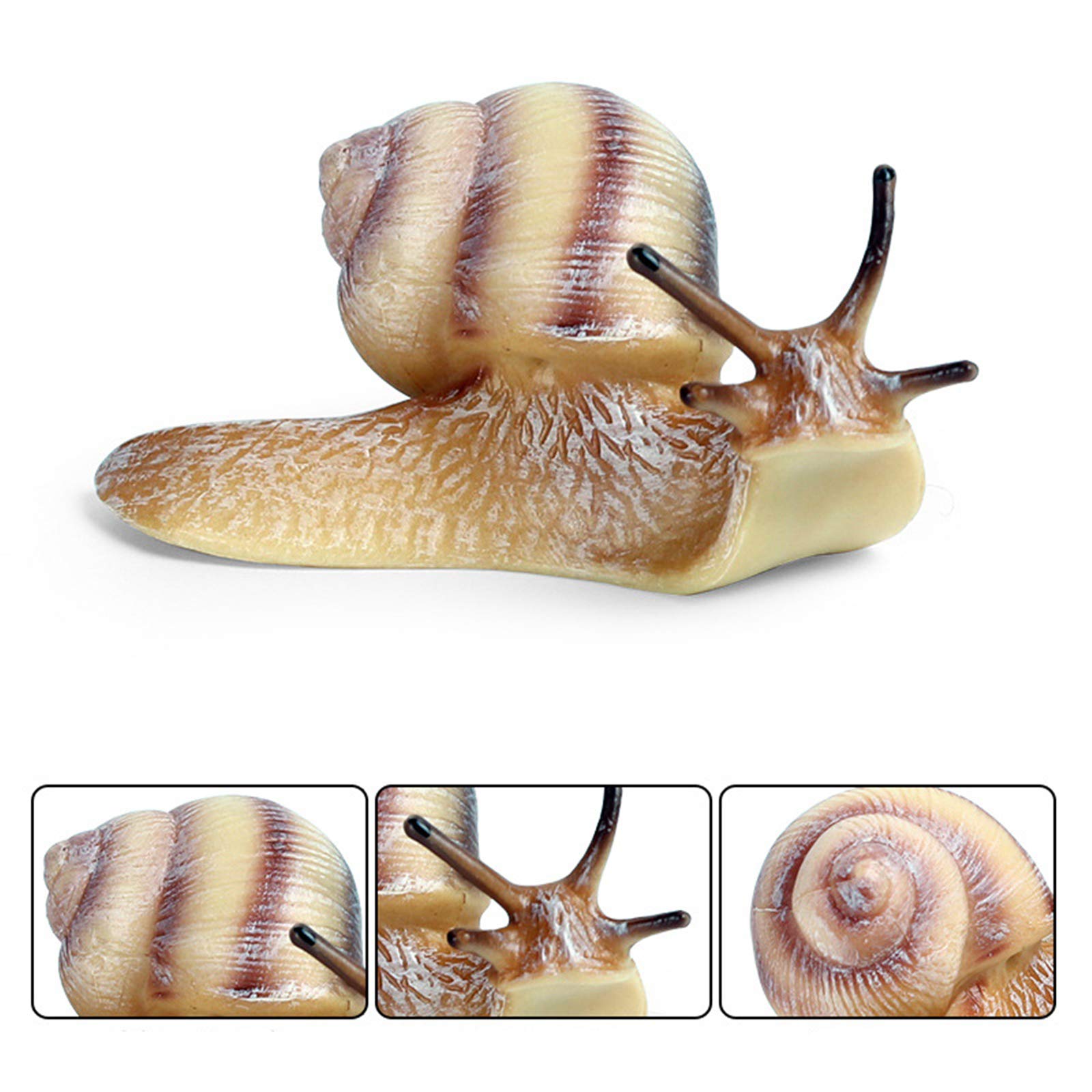 Amazon.co.jp: Eden Toys カタツムリ 蝸牛 動物 軟体動物 プラモデル